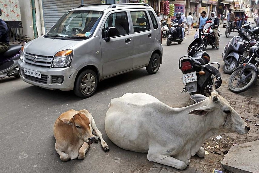 Speeding Train In UP Kills Six Cows, 2 Bulls