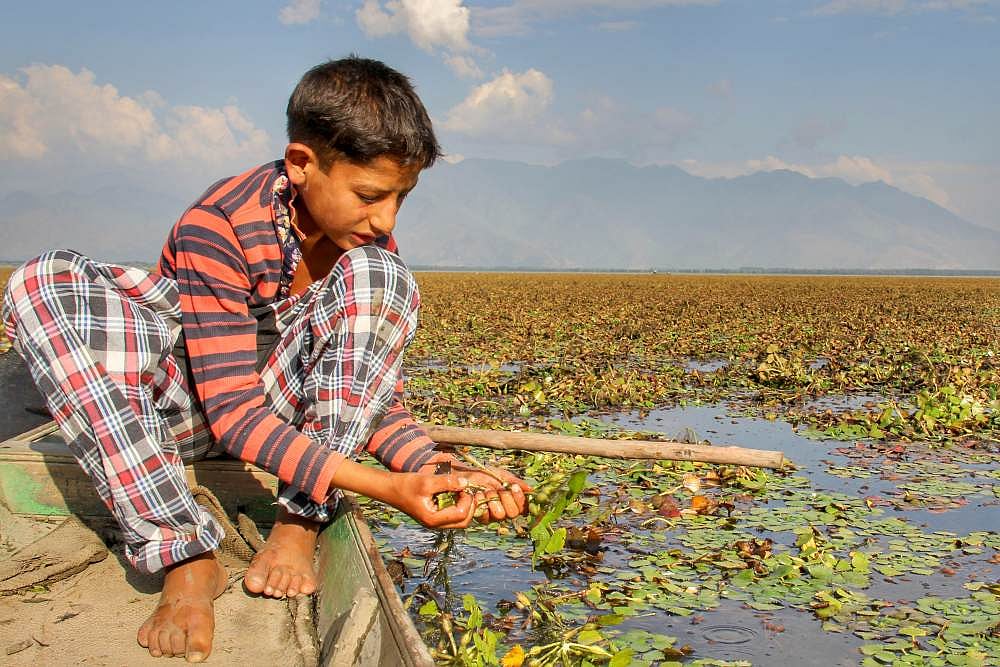 Wular Lake – The Booming Market Of Water Caltrops