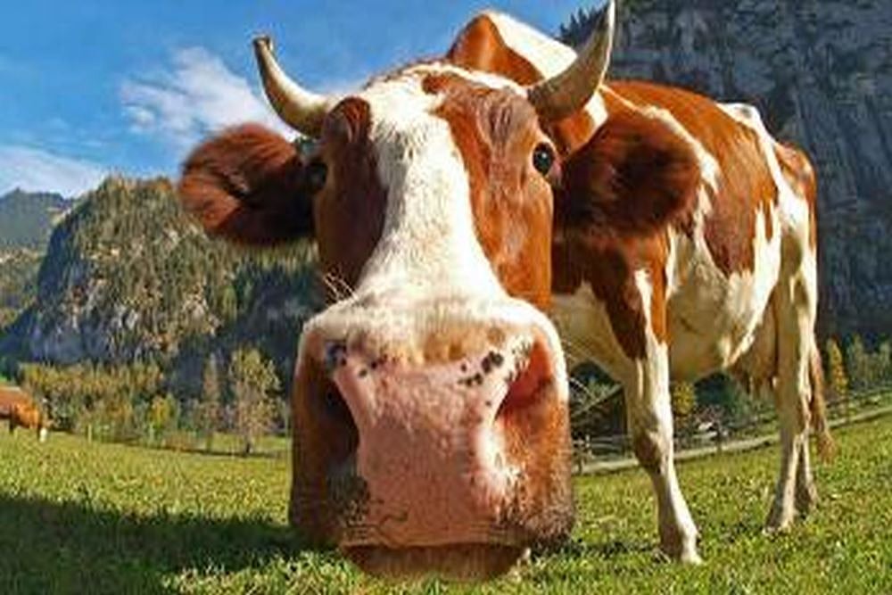 Rajasthan Govt's Cow Ministry Going Digital, Plans To Launch OLX-Like Online Portal For Cattle