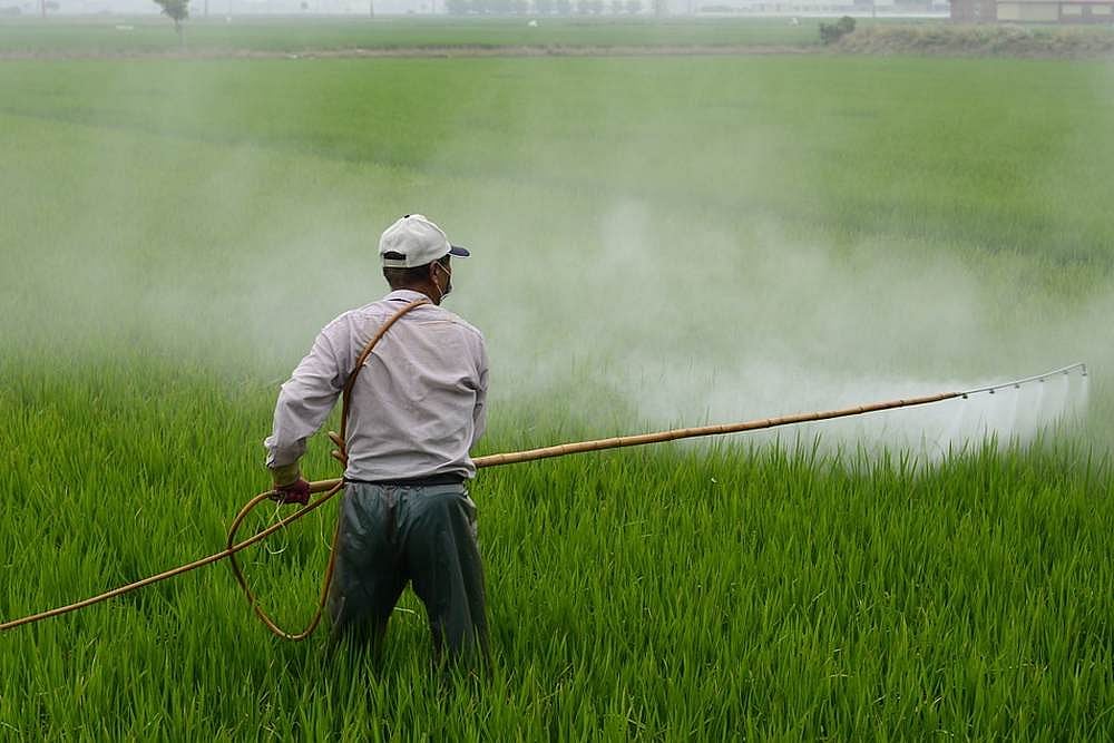 New Scientific Finding To Help Tackle Pest Attacks In Rice