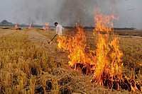 Putting An Abrupt Stop To Crop Burning Is An Impossible Aspiration Putting An Abrupt Stop To Crop Burning Is An Impossible Aspiration