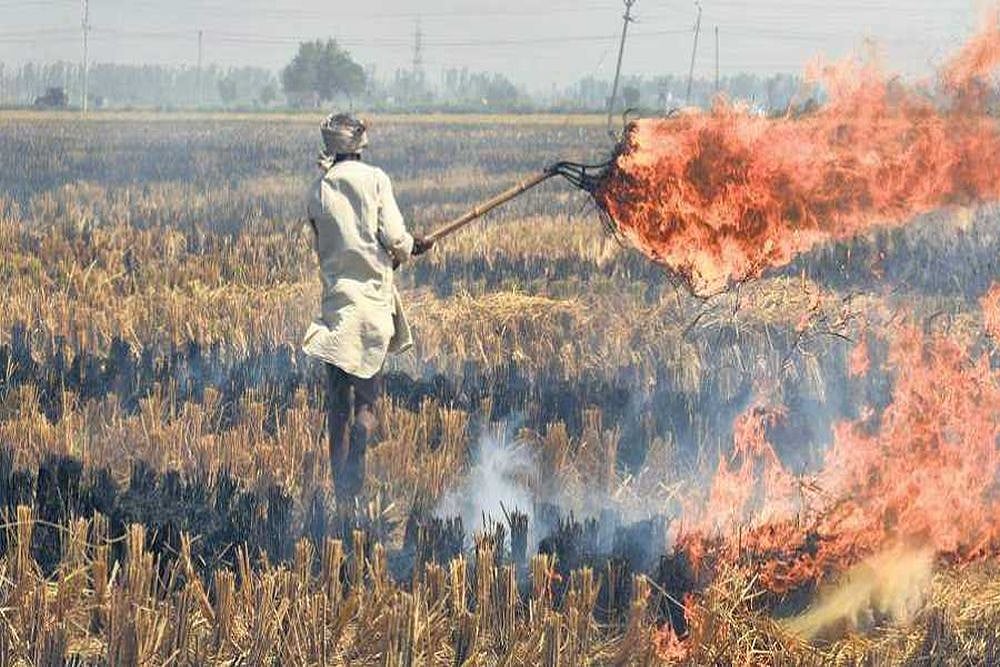 Despite Poor Air Quality, Why Farmers In Punjab, Haryana Continue To Burn Stubble