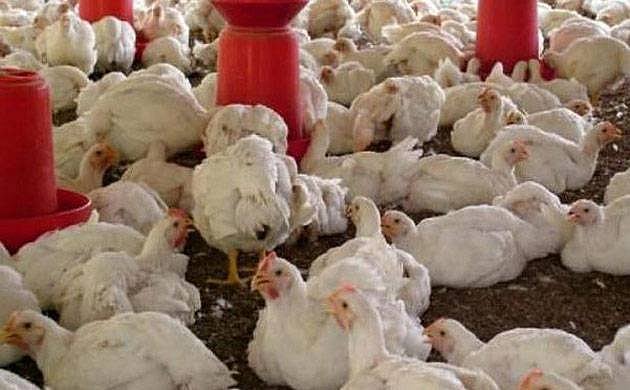 Avian Flu outbreak in Jharkhand's Ranchi