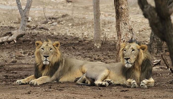 Congress Raps BJP For Delay In Shifting Lions From Gujarat To Madhya Pradesh