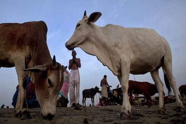 Madhya Pradesh Villagers Tonsure Heads Of Three Men Accused Of Killing Cow