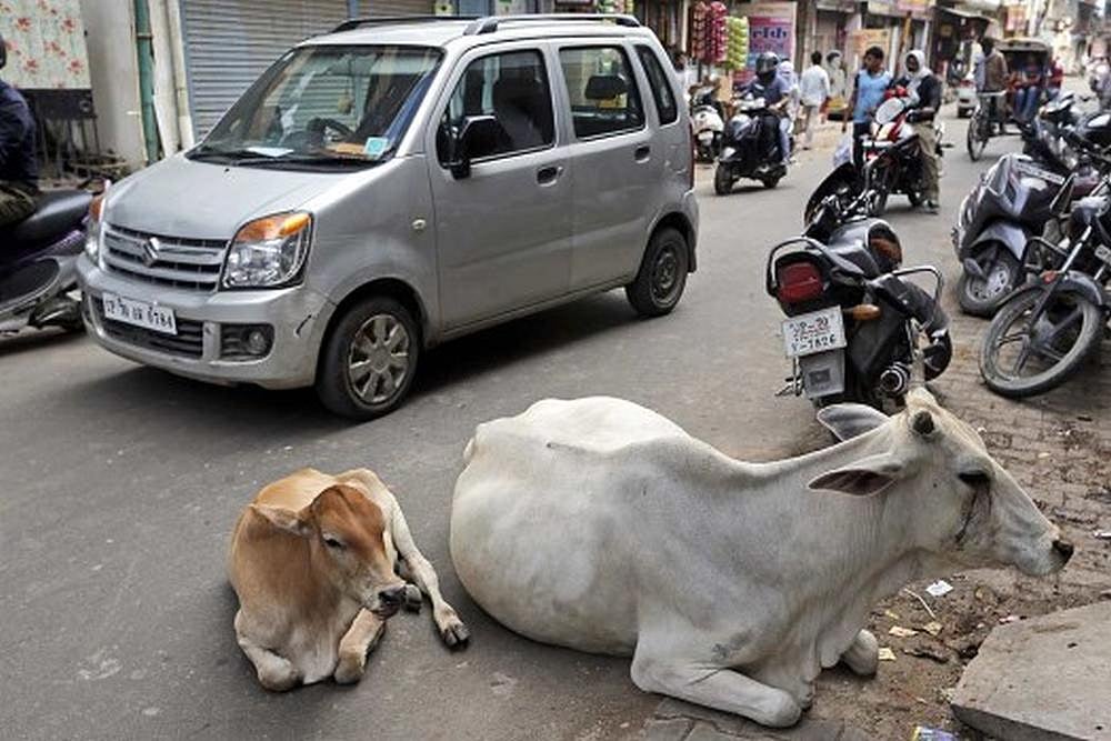 Kolkata: New Town Authority To Ban Cattle Straying On Roads