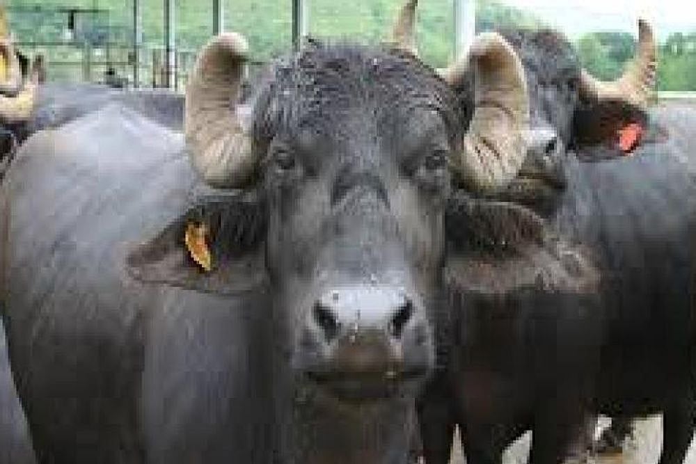 Mission Accomplished! Team Of Over 100 MP Policemen Recovers 3 Missing Buffaloes Of Ex-Congress MLA