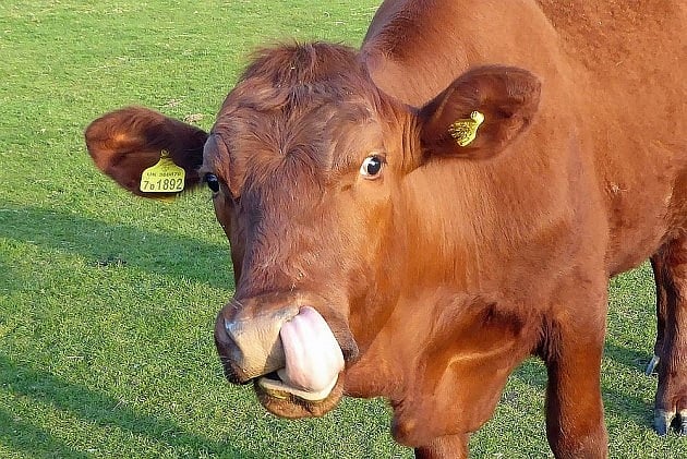 To Improve The Quality Of Beef, Malaysian State Wants Koranic Recitals For Cows