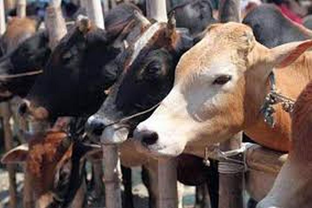 Jharkhand: 2 Muslim Men Lynched In Godda District On Suspicion Of Cattle Theft, 4 Arrested