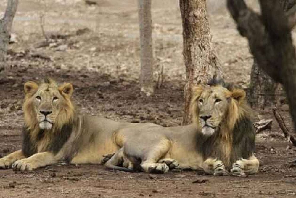 Man Mauled To Death By Lions Inside Punjab Zoo