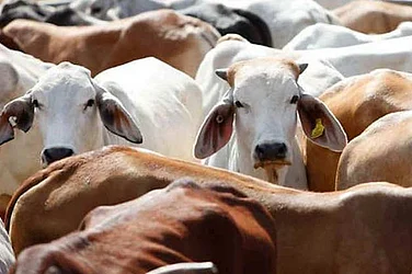 Grants Claimed For Dead Cows: Rajasthan Audit Uncovers Rs 57 Crore Discrepancies