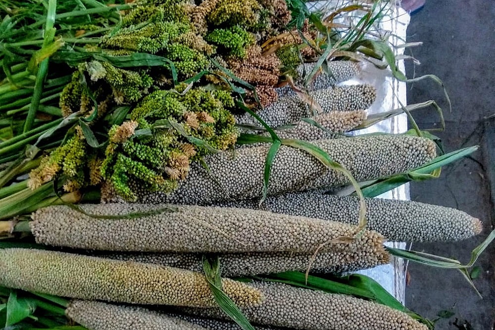 Wild Greens To Wild Grains