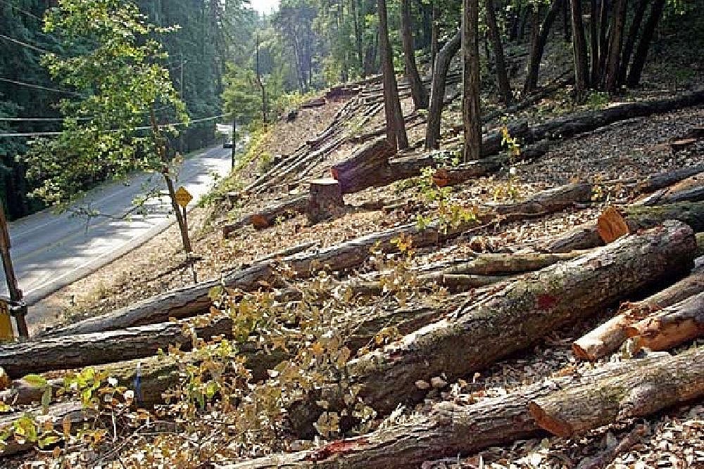 
In response, the Maharashtra government was directed to submit a detailed affidavit identifying project-wise compliance with compensatory planting norms, geo-tagging of saplings, and survival rates of planted trees.  - File photo