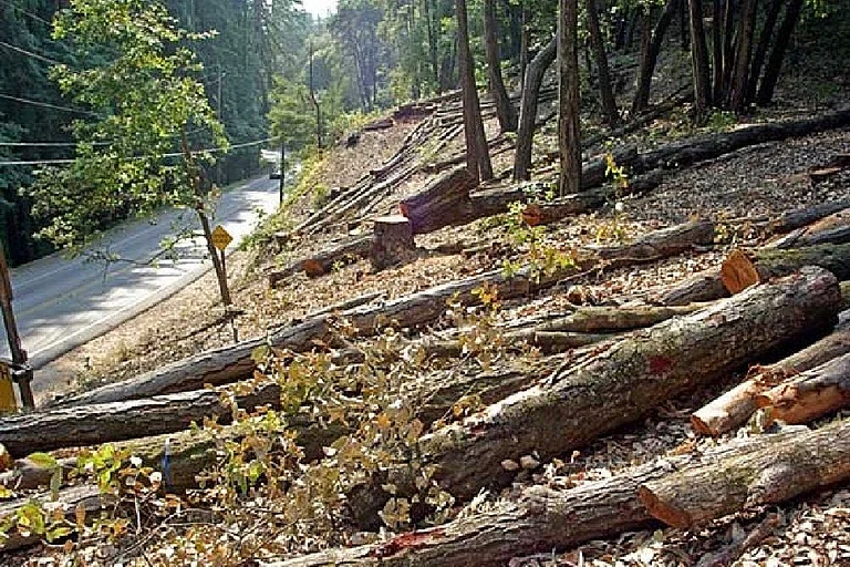In response, the Maharashtra government was directed to submit a detailed affidavit identifying project-wise compliance with compensatory planting norms, geo-tagging of saplings, and survival rates of planted trees. - File photo
