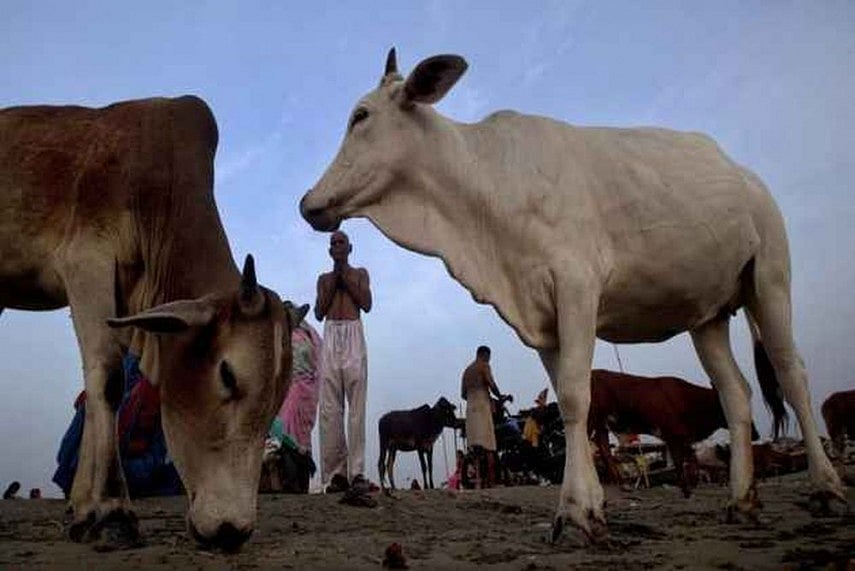 Now J&K Police Pushes For Booking Drug Peddlers, Bovine Smugglers Under PSA