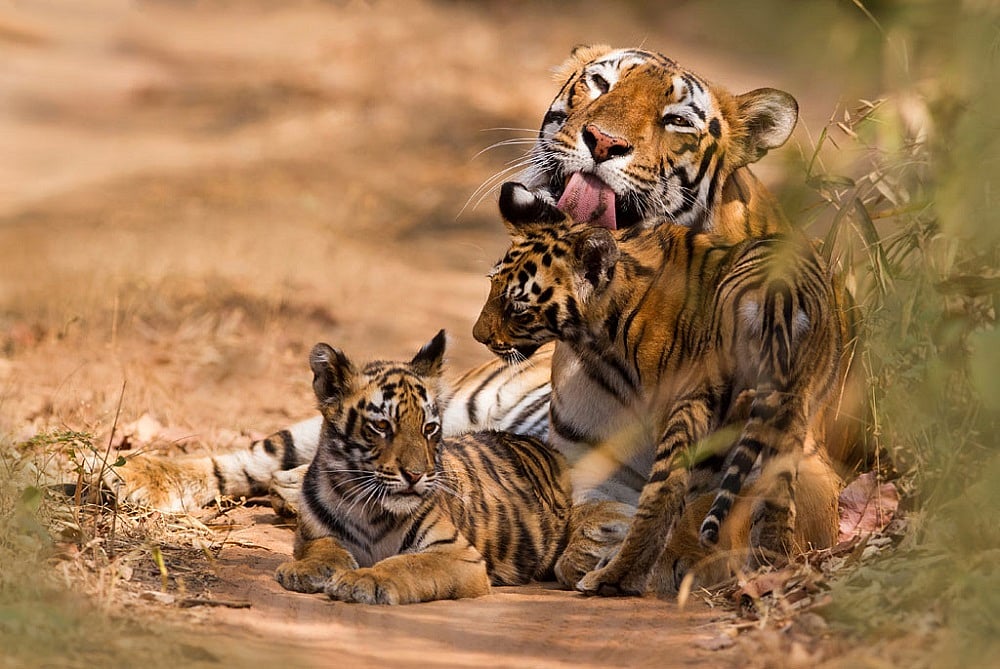 India's Tiger Count At 2,976, Up By 750 In 4 Years: Prakash Javadekar