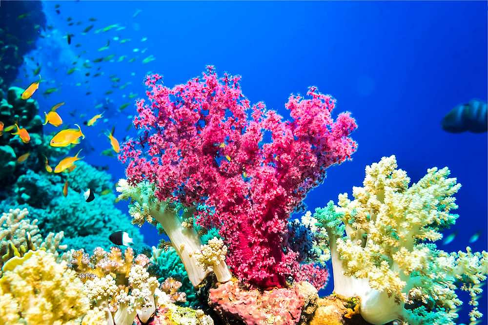 Marine Life Under Threat As Oceans Run Out Of Oxygen Due To Climate Change