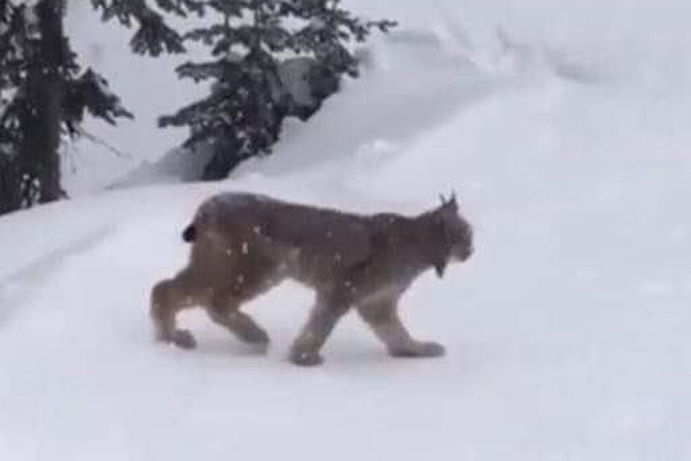 Eurasian Lynx in Kashmir Valley? Wildlife Dept. Picture Triggers Speculation In J&K