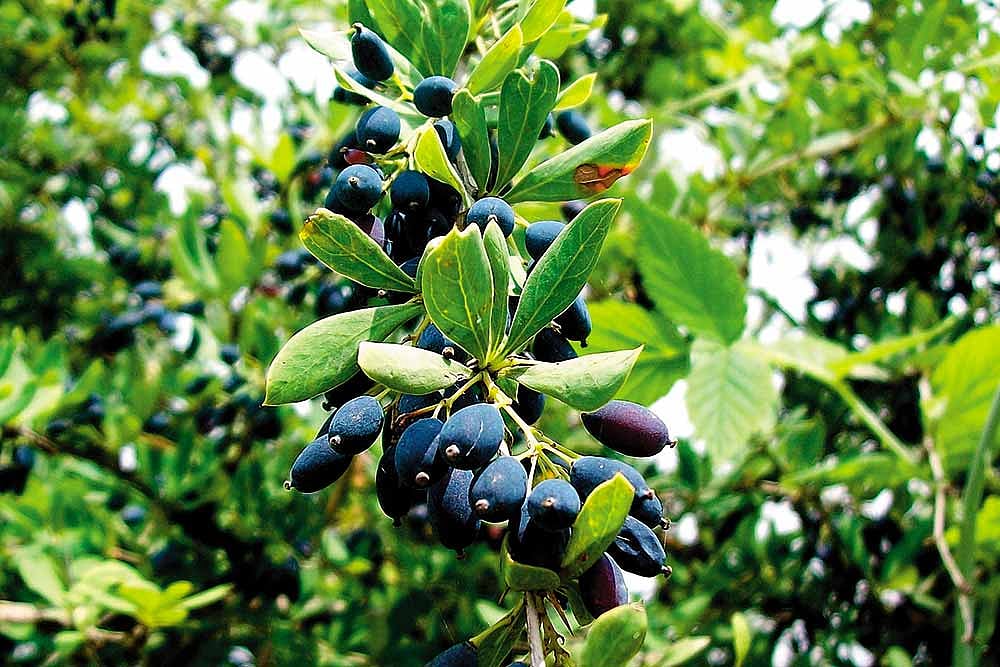 Berry Berry Sweet