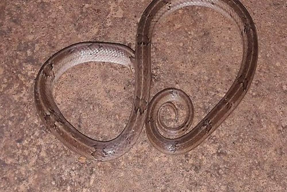Lok Sabha Elections: Snake Inside VVPAT Machine Delays Voting In Kerala's Kannur