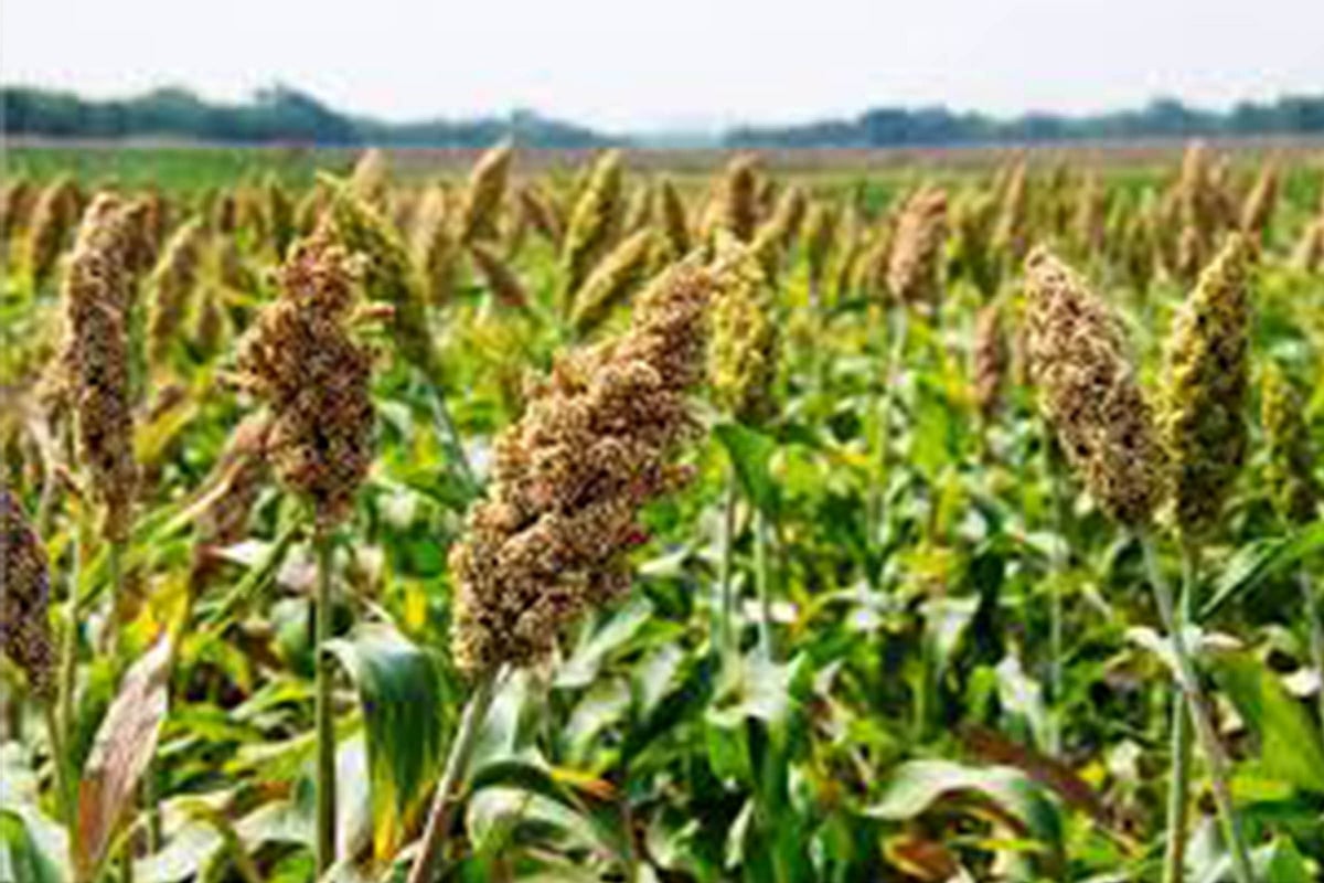 Millets