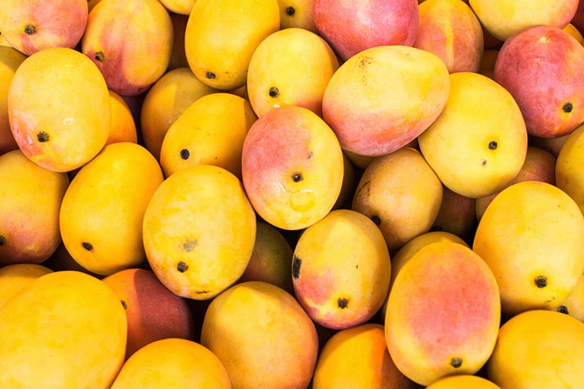 Benefits of eating the Mango fruit