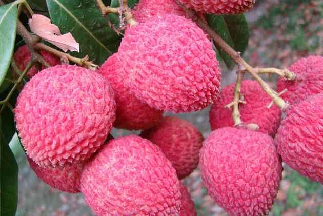 Why Litchi May Not Be Responsible For Child Deaths In Bihar's Muzaffarpur