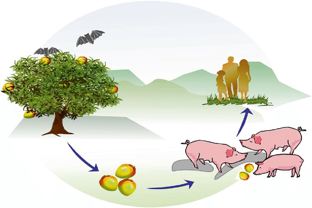 What Is Nipah Virus? Can It Be Cured?