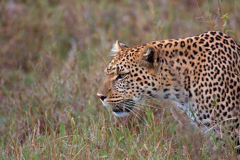 MP registers the highest number of leopards in the state