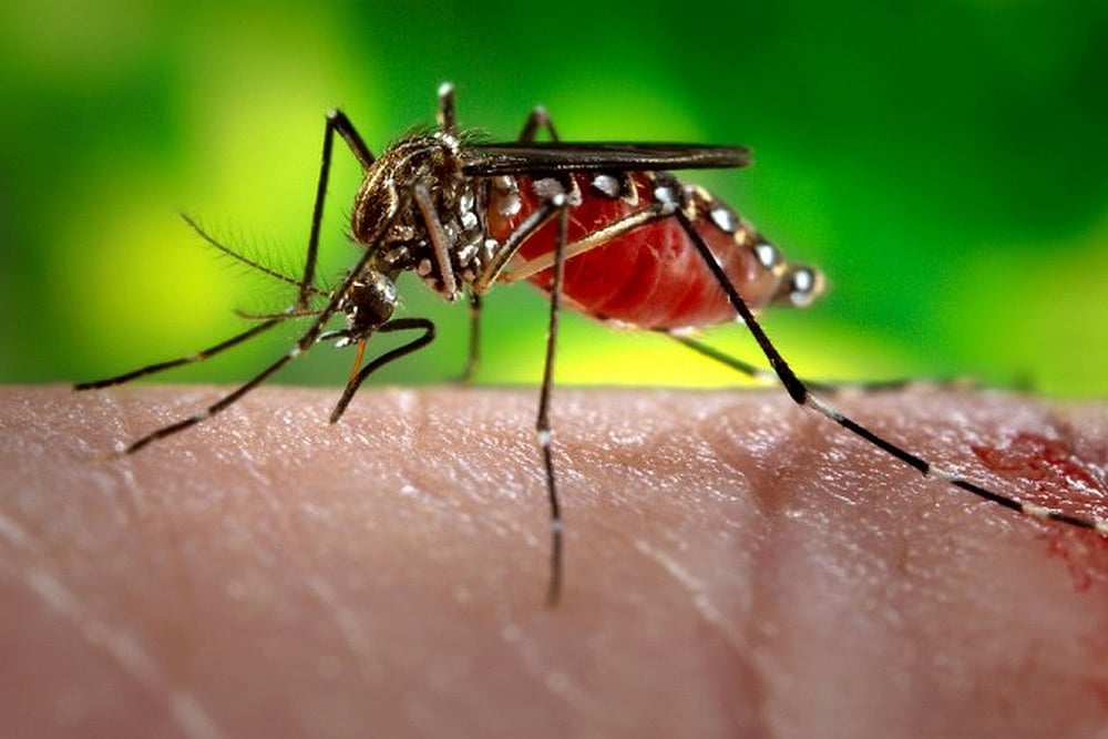 Acute Encephalitis Syndrome Claims 214  Lives This Year In Assam