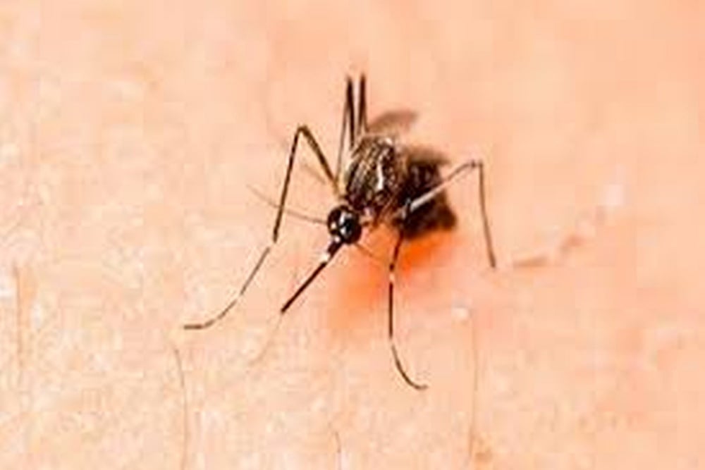 Japanese Encephalitis Toll In Assam Climbs To 110 In July
