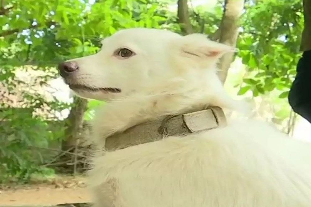 Pet Dog Dumped For Having Illicit Relationship In Kerala