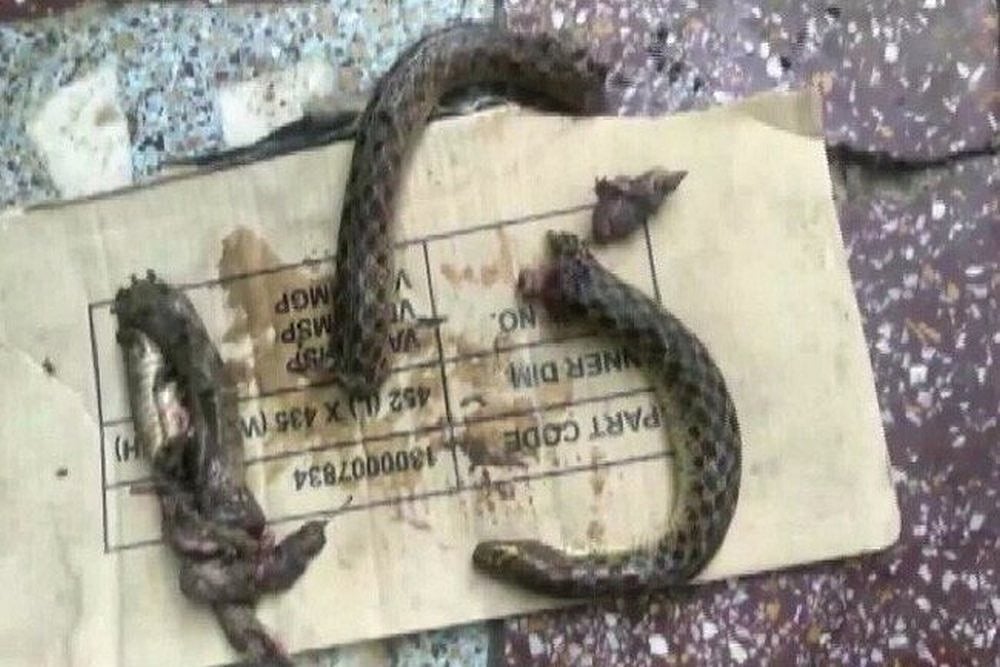 Drunk Man Bites Snake Into Pieces In UP's Etah After Being Bitten By It