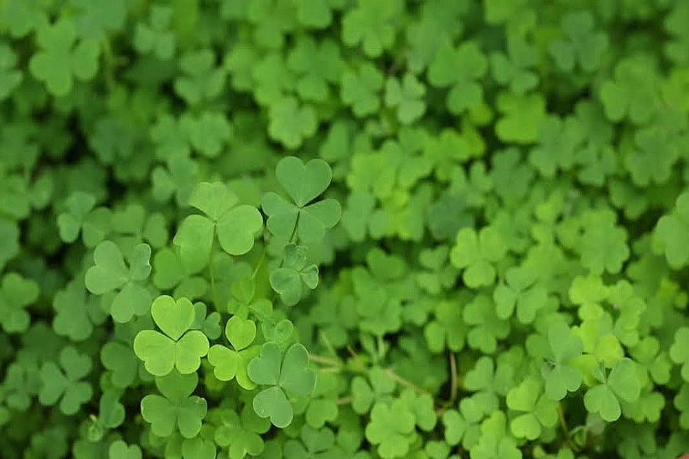 The Wonderful World Of Urban Foraging