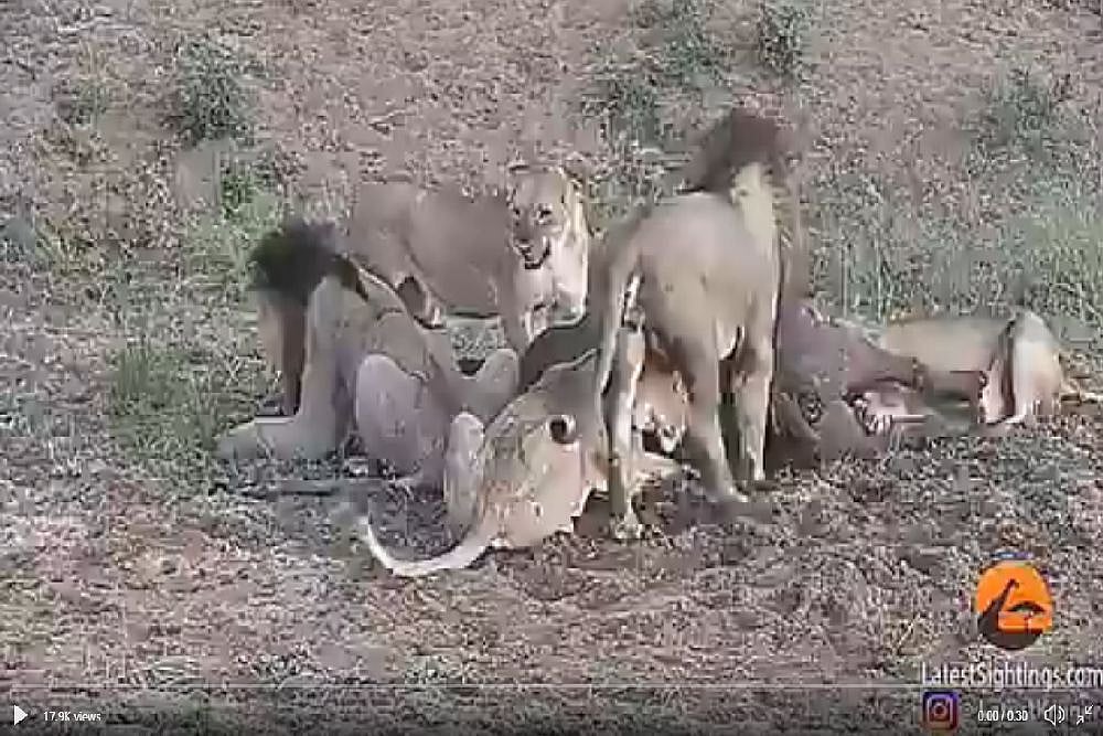 Watch: Five Lions Drag Buffalo To Eat. What Happens Next Could Shock You