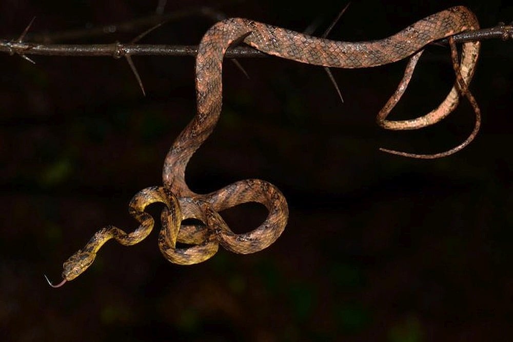 New Snake Species Named After Uddhav Thackeray's Younger Son For His Contribution To Its Discovery
