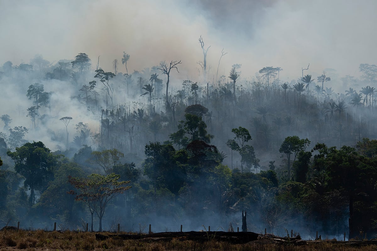 Stop Companies From Setting Fire To The Amazon
