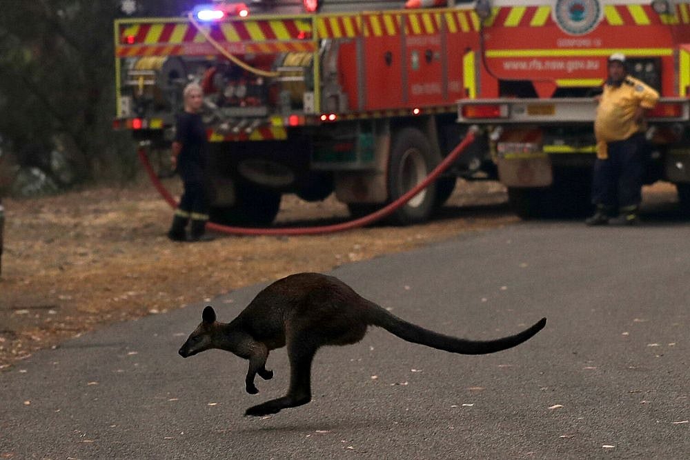 Australian Animals Face Extinction Threat As Bushfire Toll Mounts
