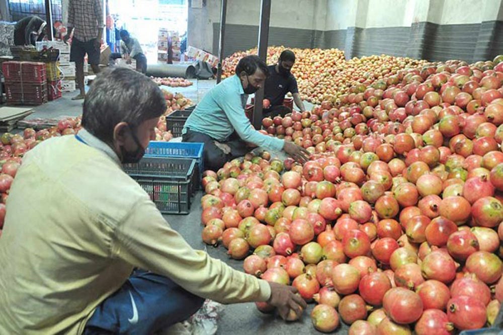 Workers sort pomegranates for packaging at Bhubthan in Kullu district.