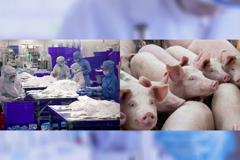 Over 100 Pigs Die Due To Suspected African Swine Fever, Alert Sounded