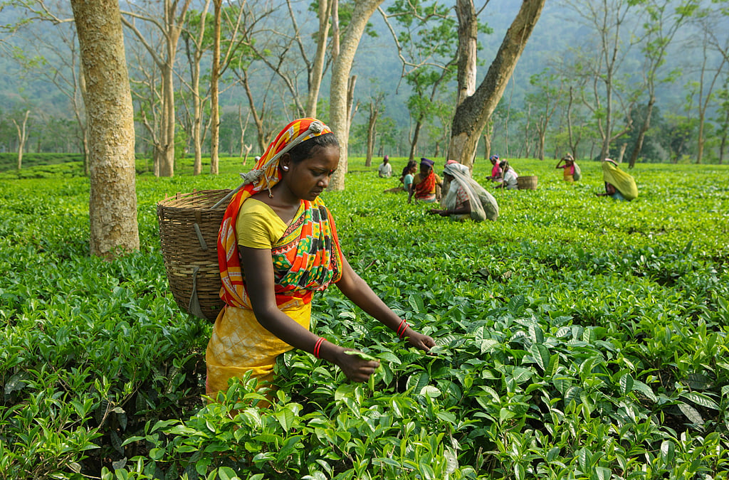 Speciality Tea Fetches A Record Price Of Rs 75,000 Per Kg At Guwahati Auction