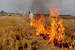 Greening the Green Revolution – Stop Stubble Burning