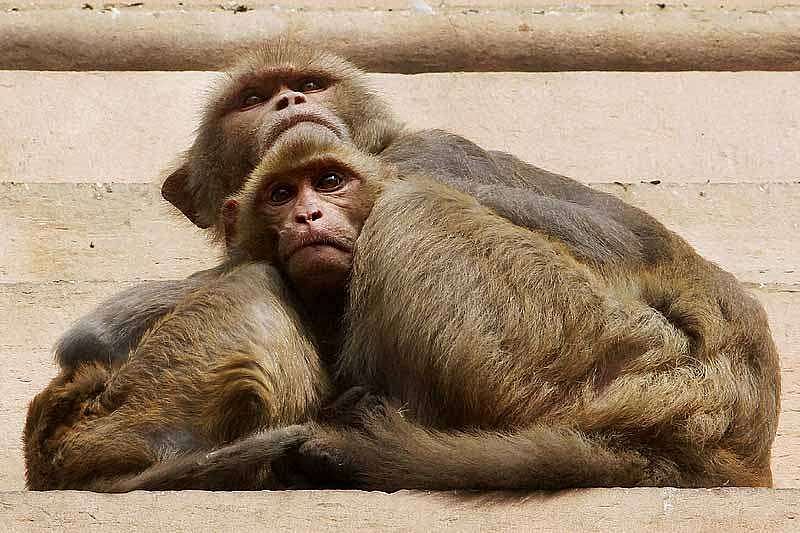 Over 30 monkeys were suspected to be poisoned to death in district of Telangana