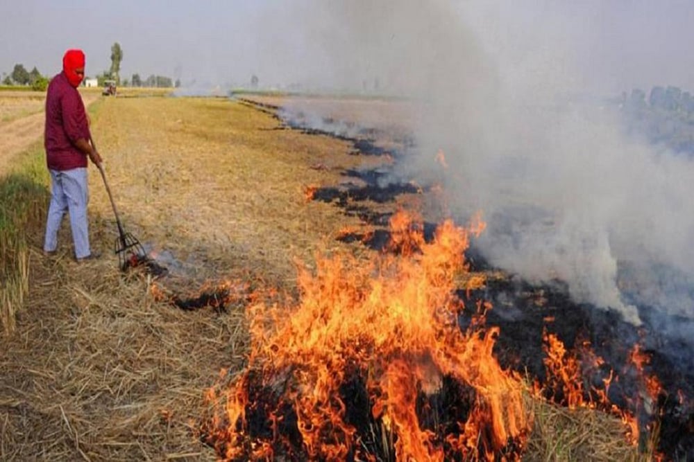 Instances Of Stubble Burning Spiked By More Than 20 Percent This Year: Officials