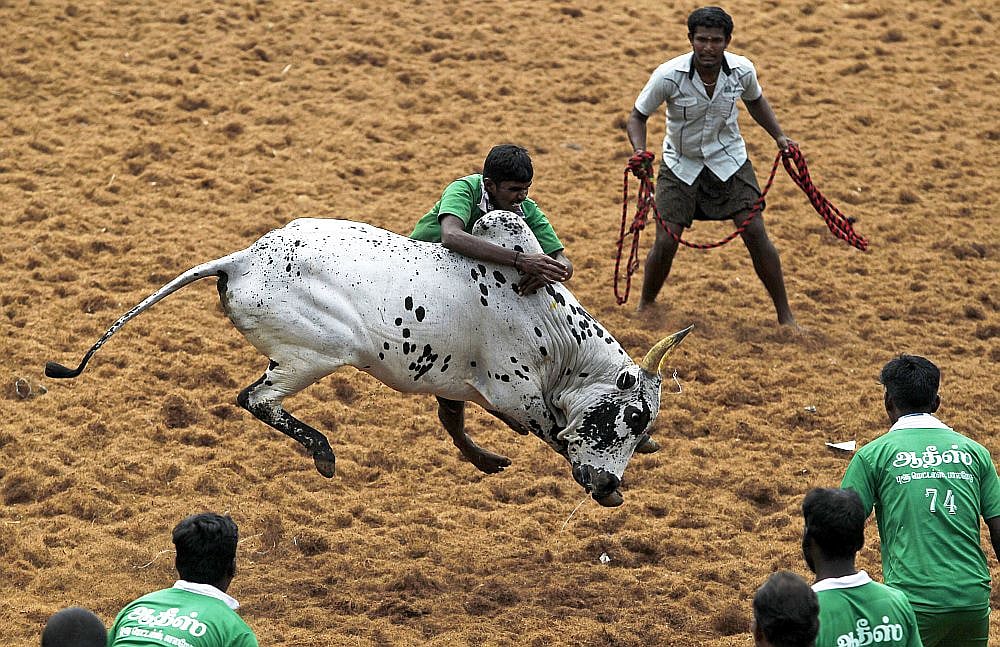 Permission To Hold Jallikattu Granted By Tamil Nadu Govt