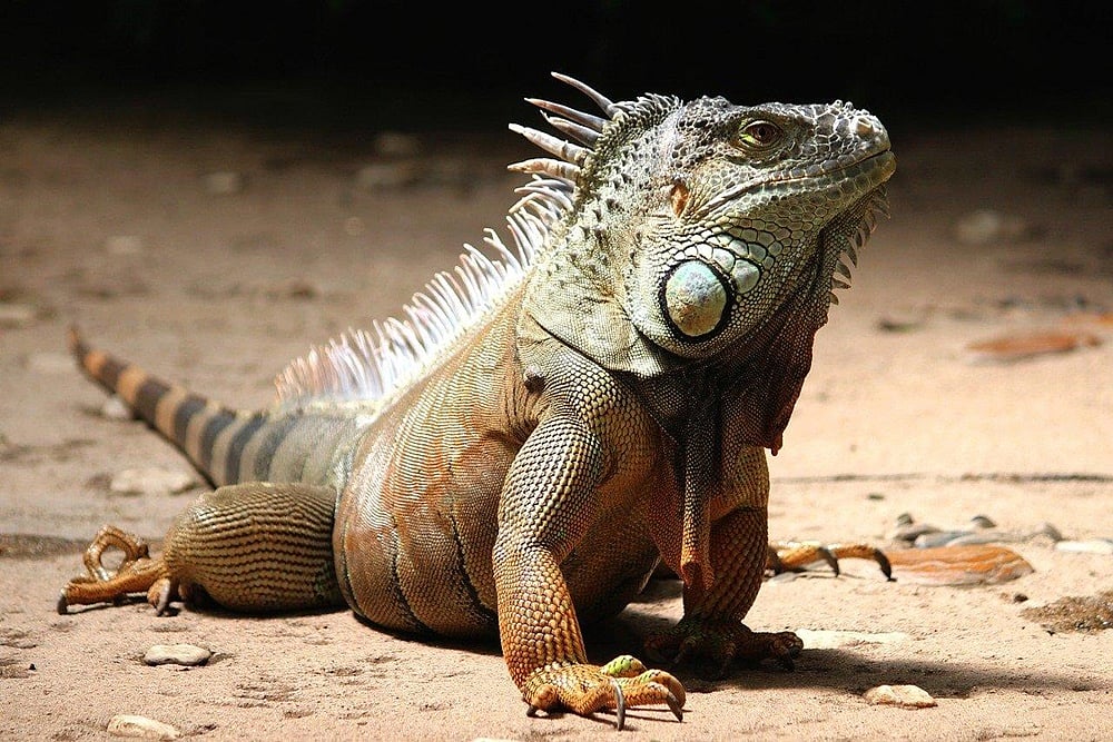 ‘Falling Iguanas’ Alert Issued In Florida Due To Extreme Cold Temperature