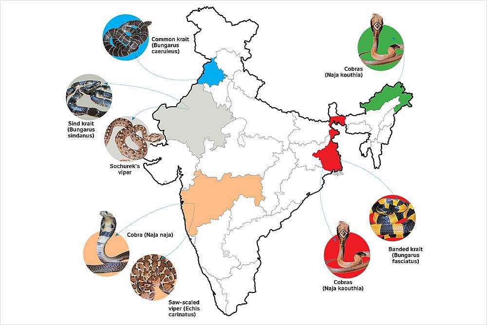 46,000 Deaths Per Year And Increasing, Why Snakebite Remains A Neglected Problem