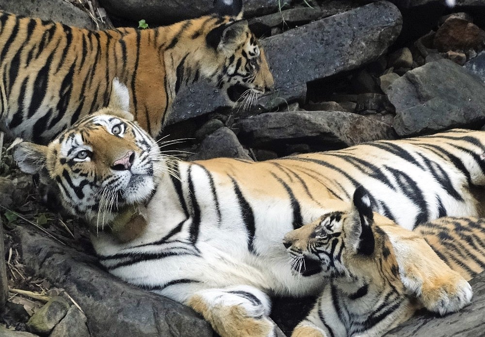 A tiger with cubs at Panna Tiger Reserve