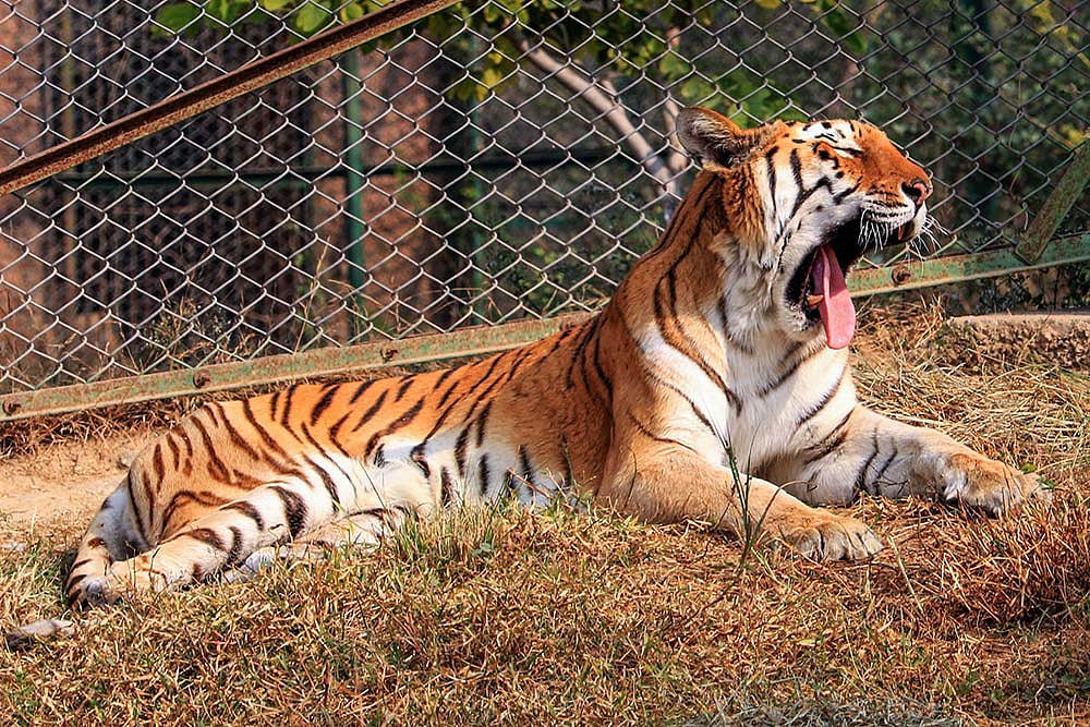 bird flue detected in a tigress dies in UP