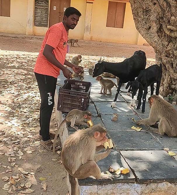 COVID-19 Good Samaritans: 1500 Starving Monkeys, Goats and Dogs Get A Meal A Day
